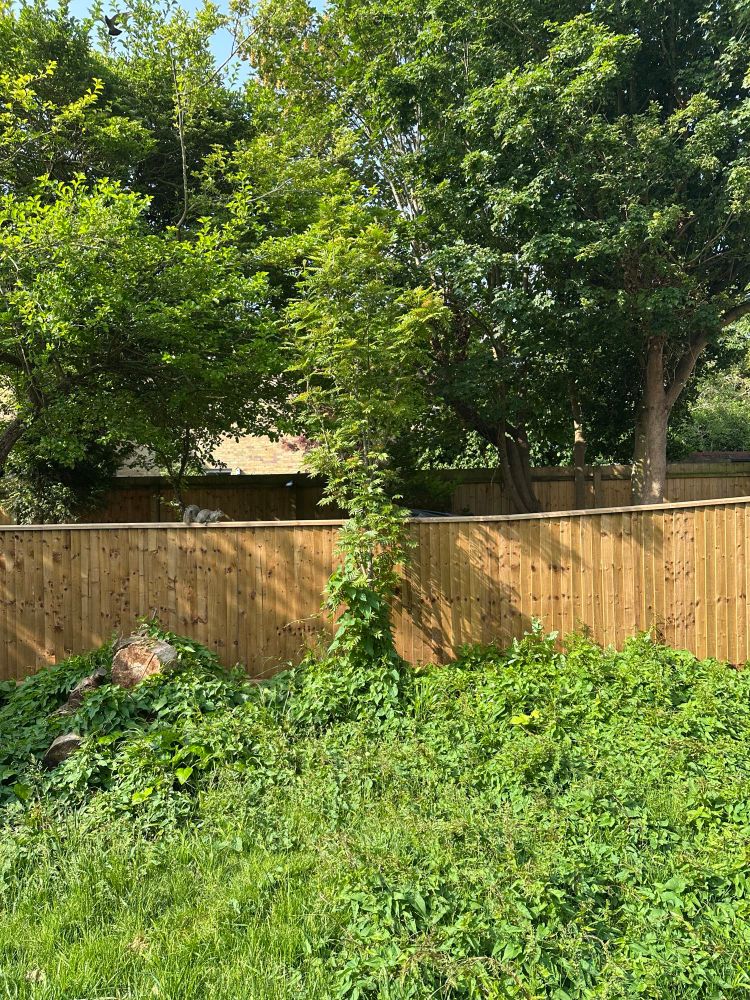 Sorbus, orange fence, weeds, grey squirrel on the fence. 