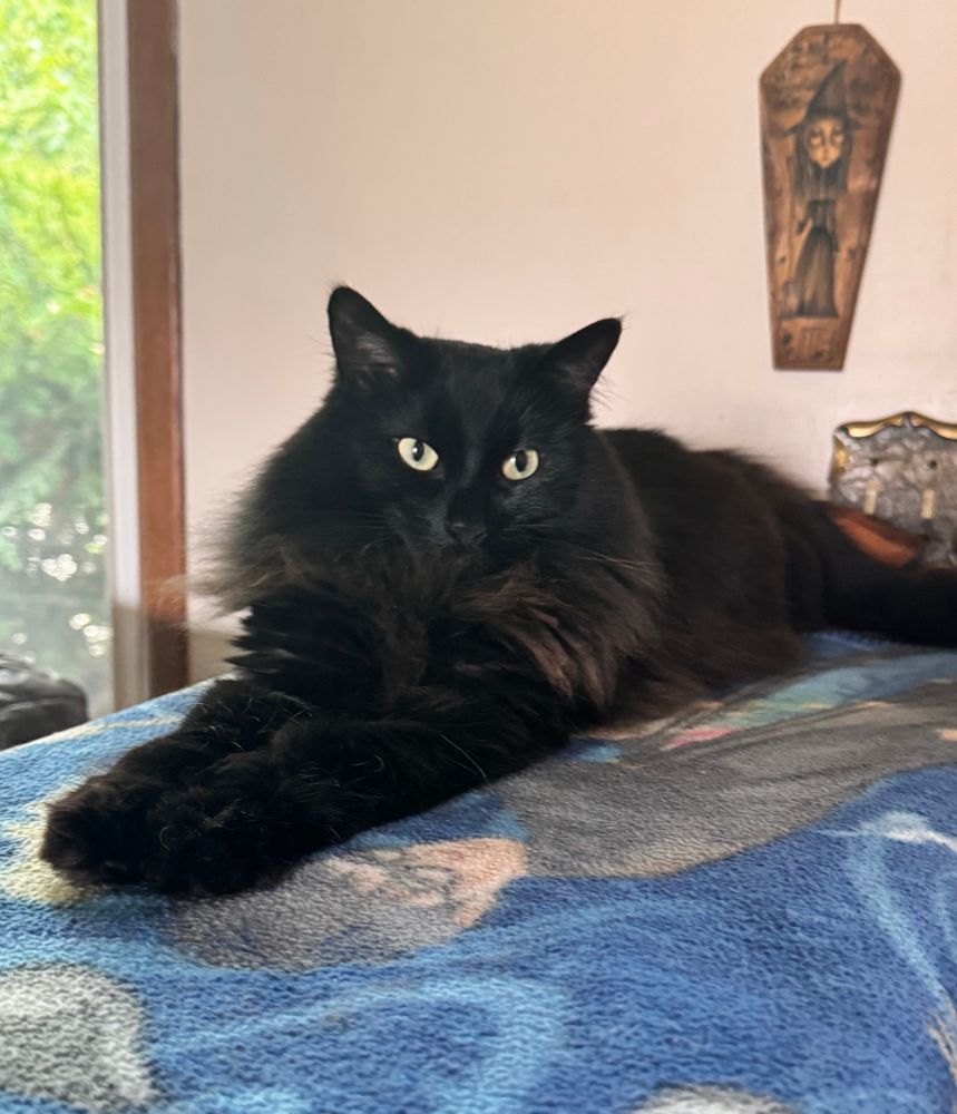 Bella the black cat laying on a blue blanket 