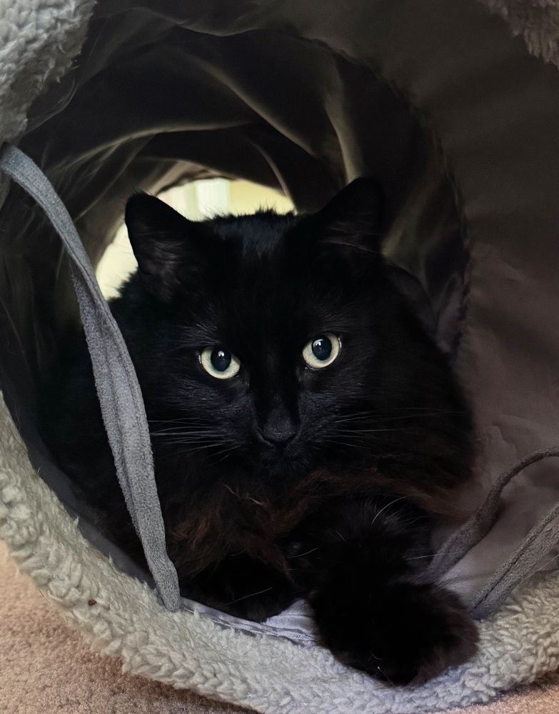 Bella the black cat playing in her tunnel