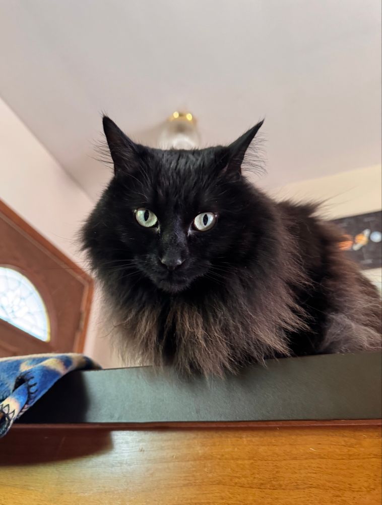 Bella the void cat sitting on a ledge by the front door looking down at the camera. 