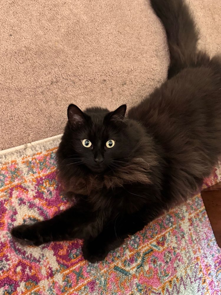 Bella the black cat being a silly gal and looking up at the camera 