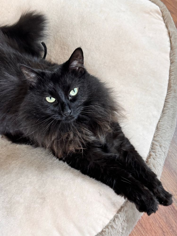 A black long haired cat lounging on a tan bed with her paws outstretched 