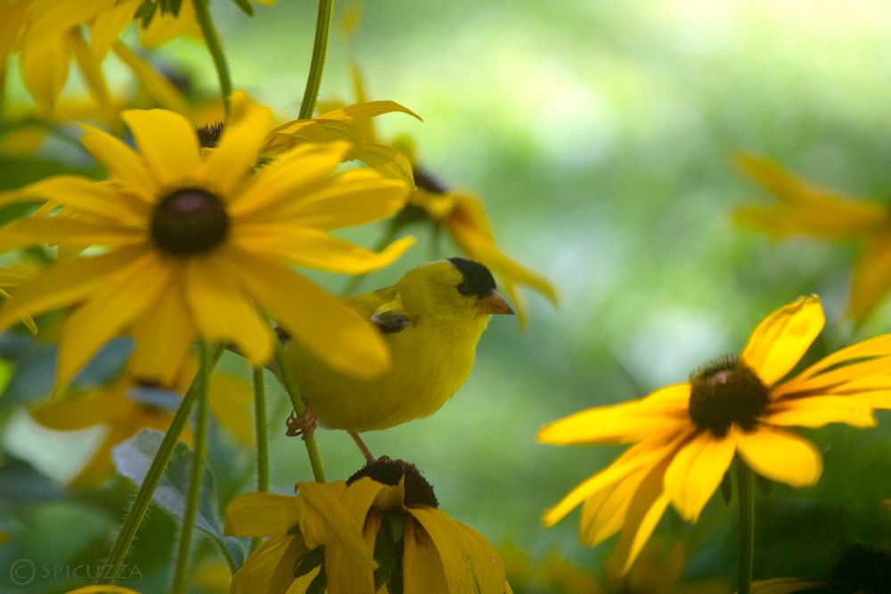 A goldfinch on black-eyed susans.