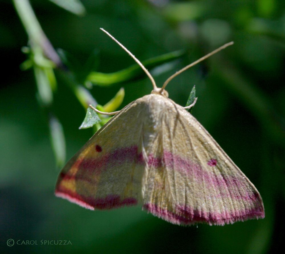 Close-up of a moth with tan wings and magenta horizontal striping.