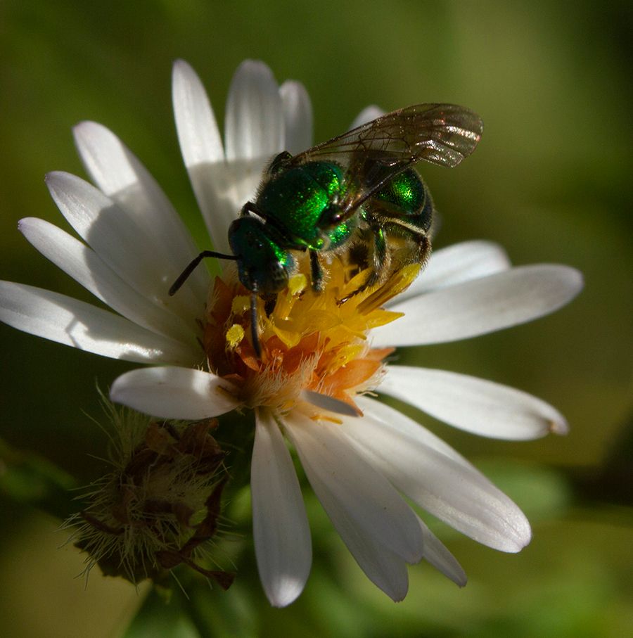 A metallic green native bee collecting nectar from a wild aster.