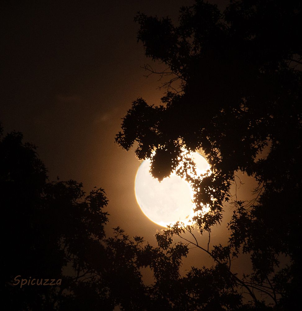 A full moon in the treetops.