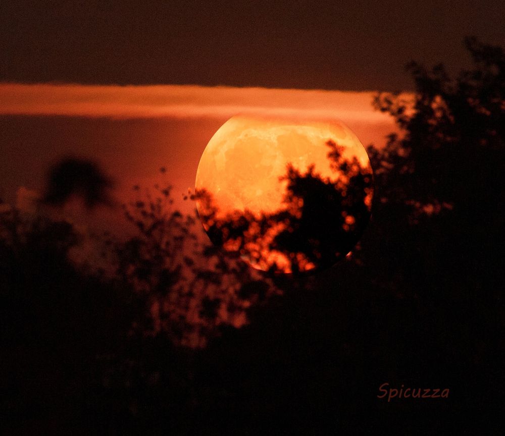 A full moon rising through the trees.