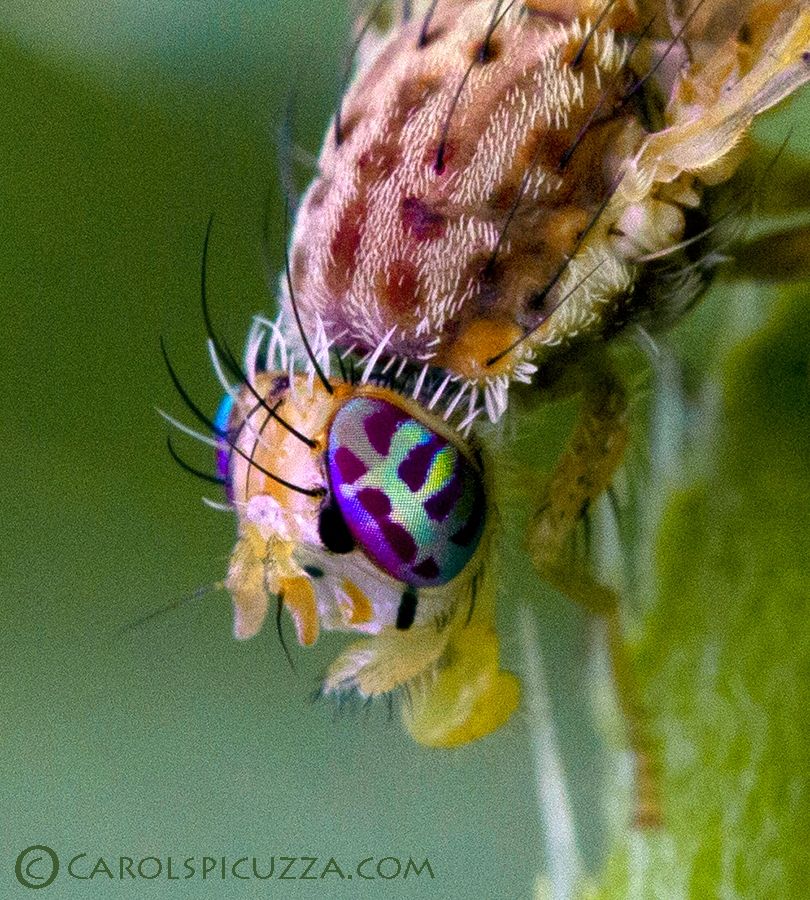 Close-up of the head and upper thorax of a picture-wing fly.