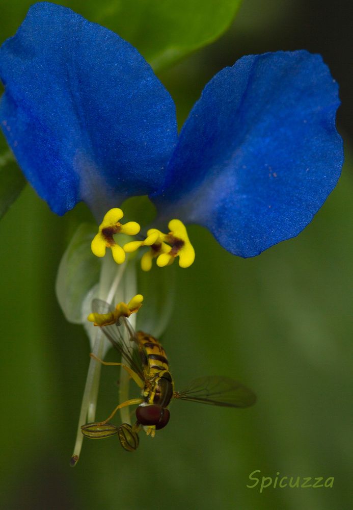 Close-up of an Asiatic dayflower being visited by a hoverfly.