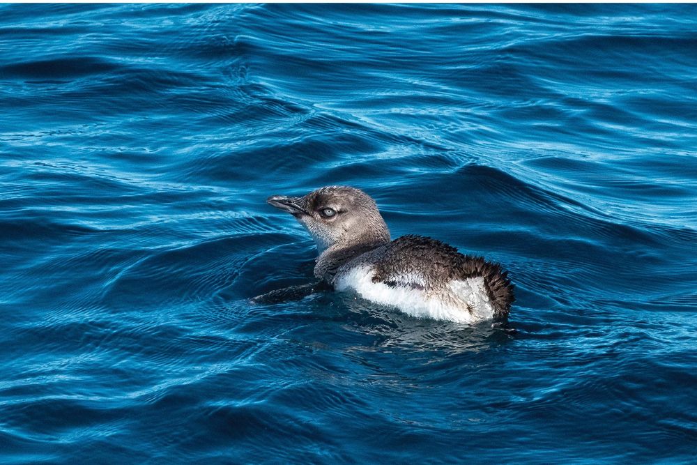 A Little Penguin (breed name) sitting in blue water of the bay at Akaroa, New Zealand.