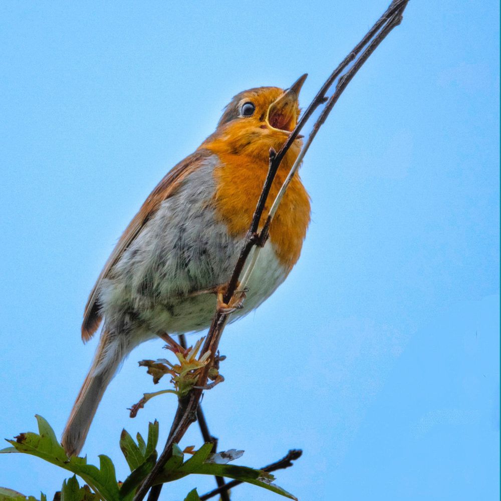 A small orange and grey bird sitting on a branch singing with beak wide open.
