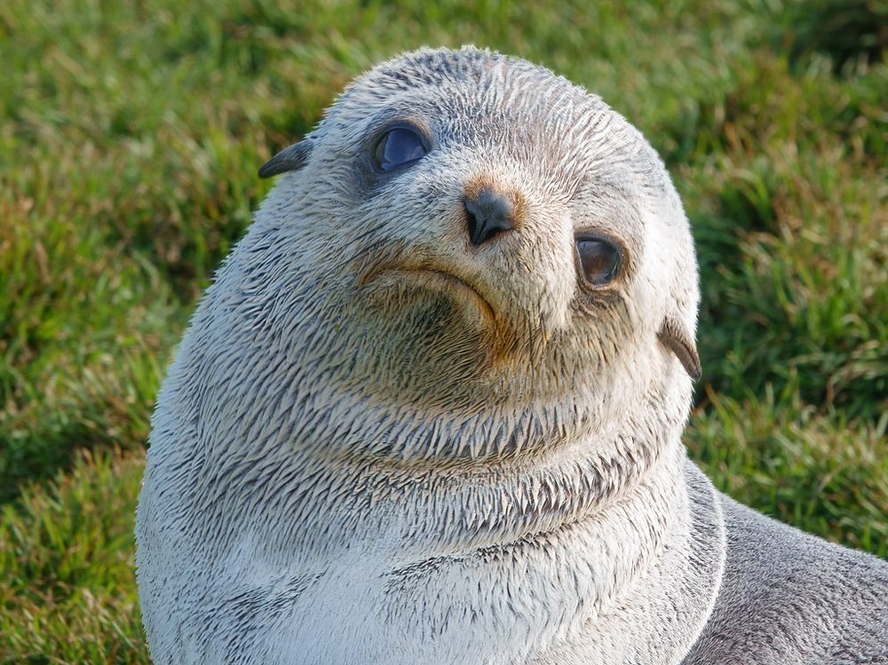 A close up of an adorable Antarctic fur seal with a grass background.
