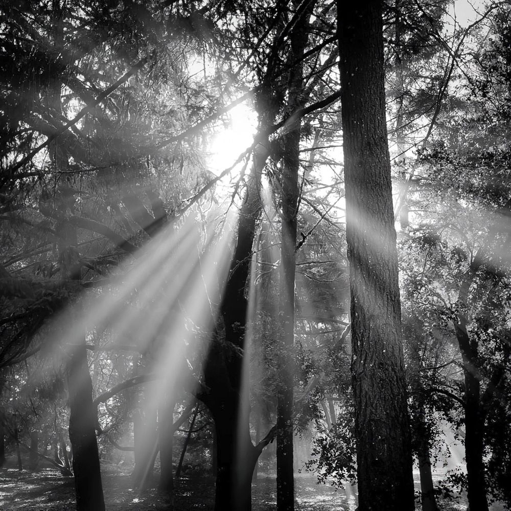 A black and white image of sun streaming through trees.