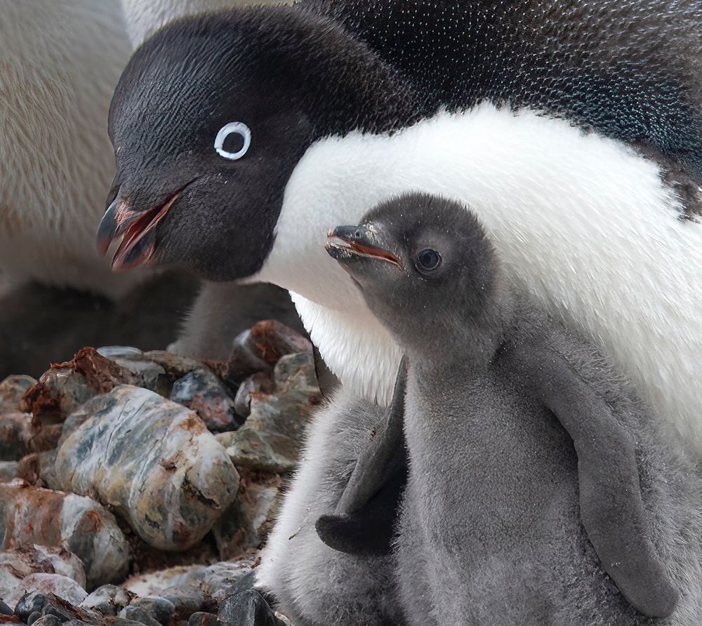 A mother Adelie penguin standing with her gray chick.
