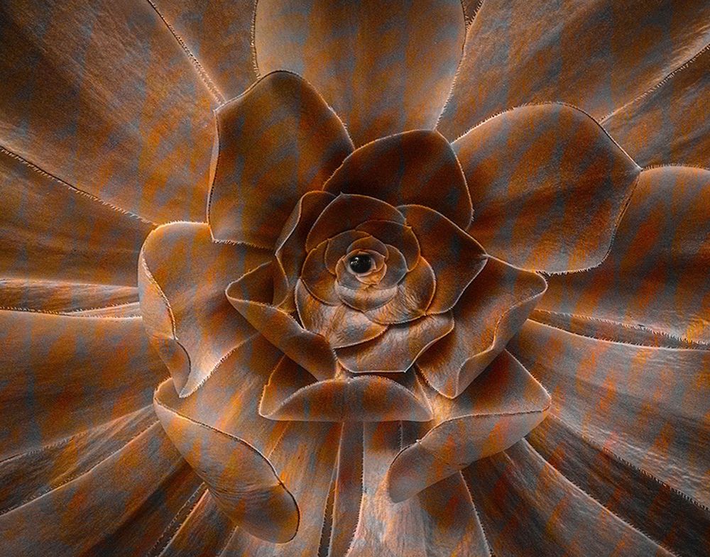 An image of a leafy green plant that has been altered to have false color and an eye in its center. The plant looks as if it is looking back.