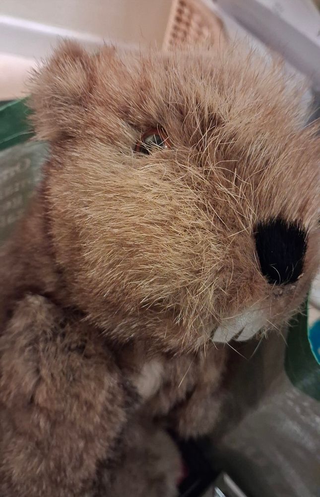 Une marmotte fâchée 