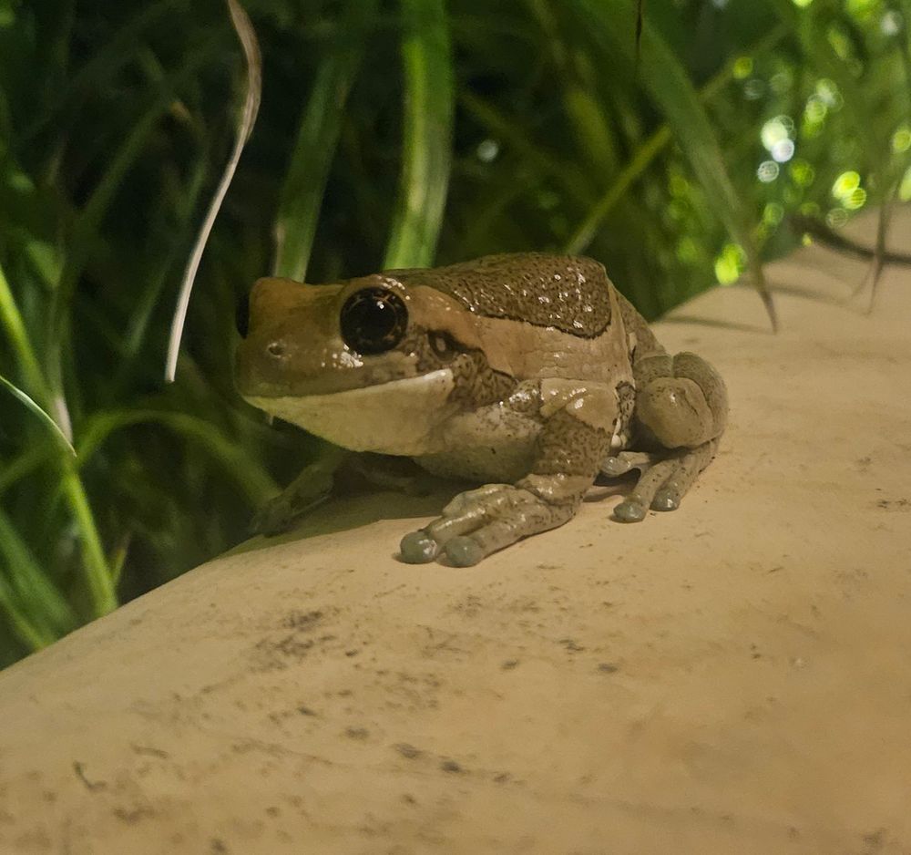 a wee frog with a silly fly-eating grin on its cute wee froggy face