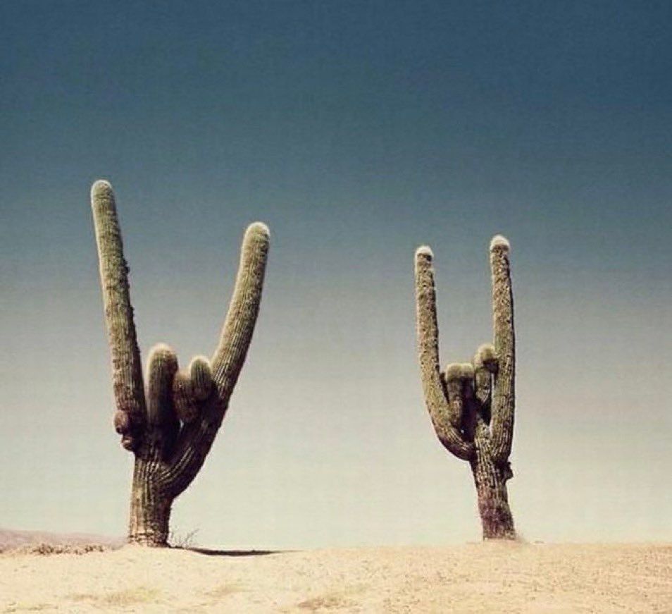 two cactuses making devil horn hands
