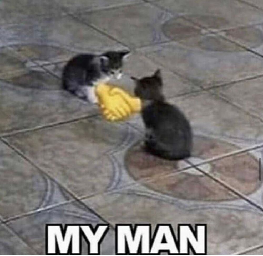 two kitties reaching accord and sealing it with a handshake. it's captioned MY MAN