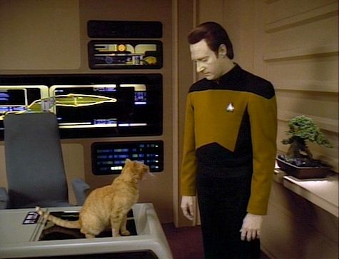 Data from TNG looking down at an orange tabby