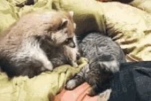 a gof of a raccoon hugging a cat
