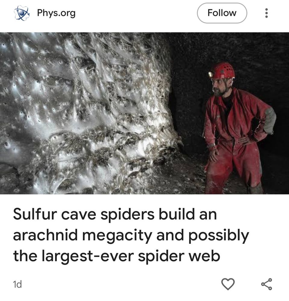 article from phys.org with the headline "Sulfur cabe spiders build an arachnid megacity and possibly the largest-ever spider web" the photo is a dude in cave gear staring at a wall of spider web