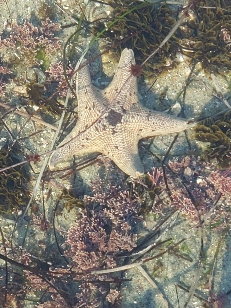 White bat star with a brown spot in the center.