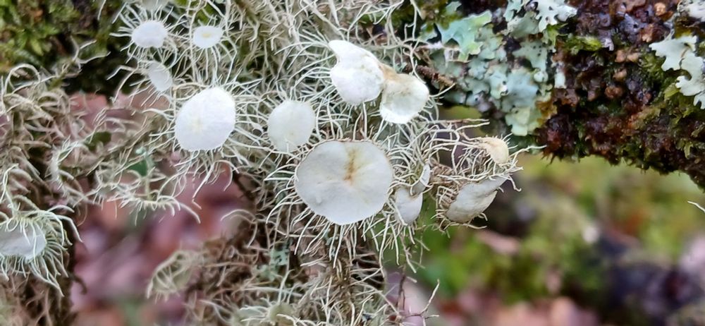 Usnea florida with its big hairy disks