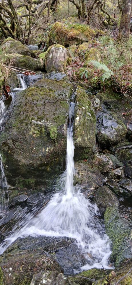 A boulder split with a stream flowing through it creating a mini waterfall in a temperate rainforest