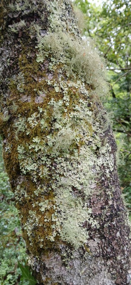 Silver birch tree encrusted with turquisy green fluffy and crusty lichens