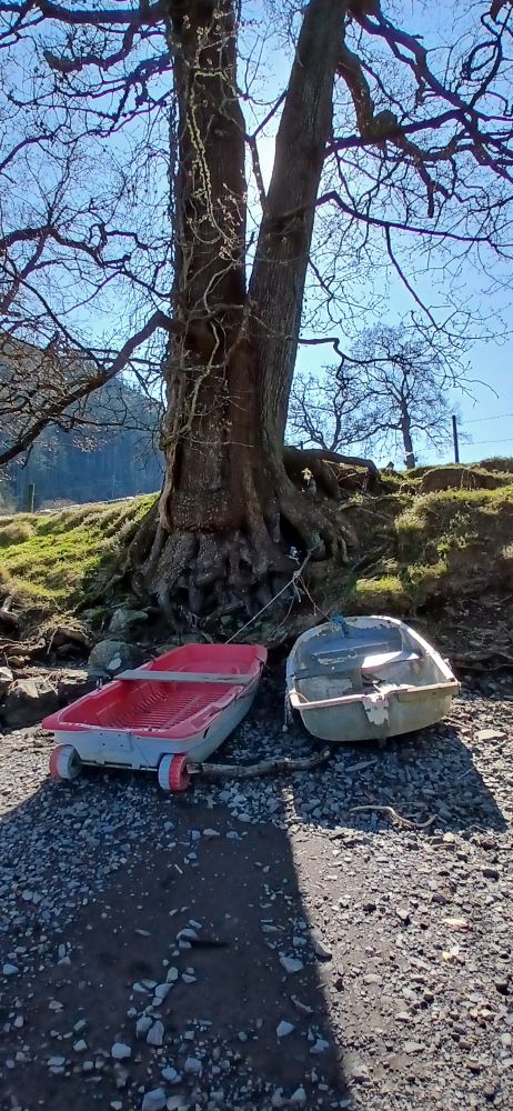 Big estuary edge Oak with two tender boats moored with ropes attached to the roots