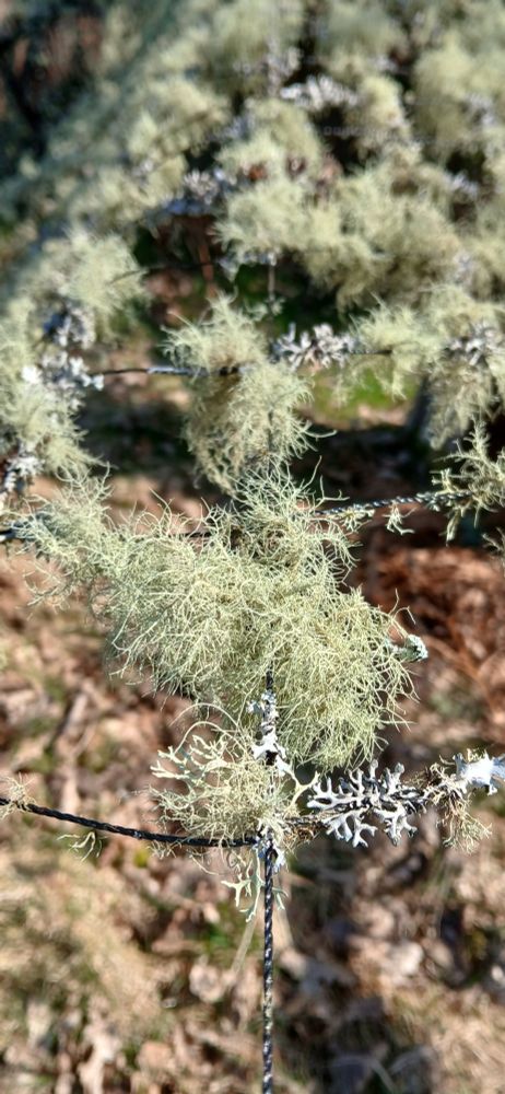 An old duck pond net covered in Lichens.