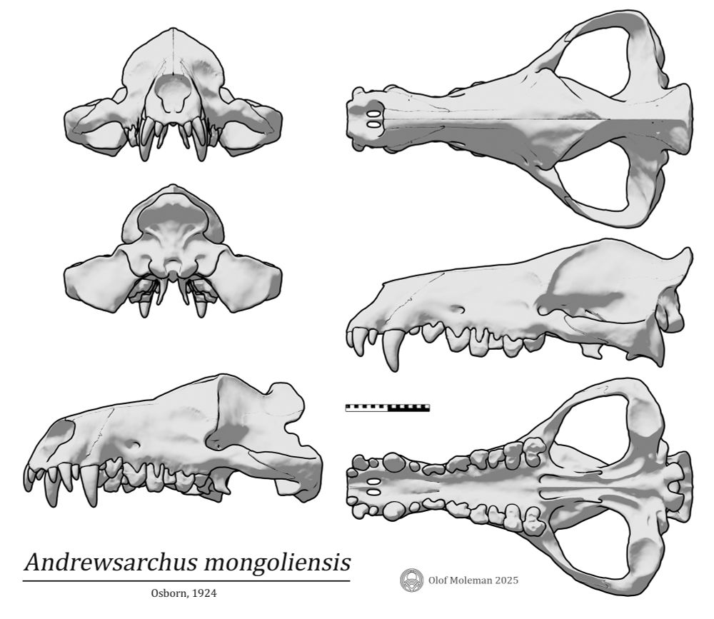 Andrewsarchus mongoliensis skull diagram in various orthographic angles, including 45 degrees view. Lower jaw is not included.