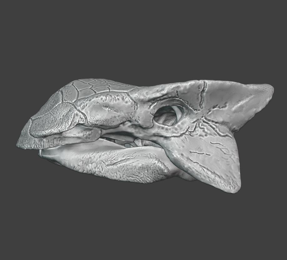 Work in progress skull sculpture of Ankylosaurus.