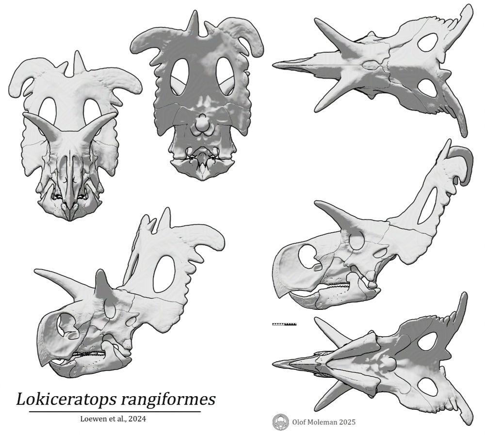 Skull diagram of Lokiceratops rangiformes in various angles. Going clockwise from top left: Anterior, posterior, dorsal, lateral, ventral and anterolateral diagonal view.