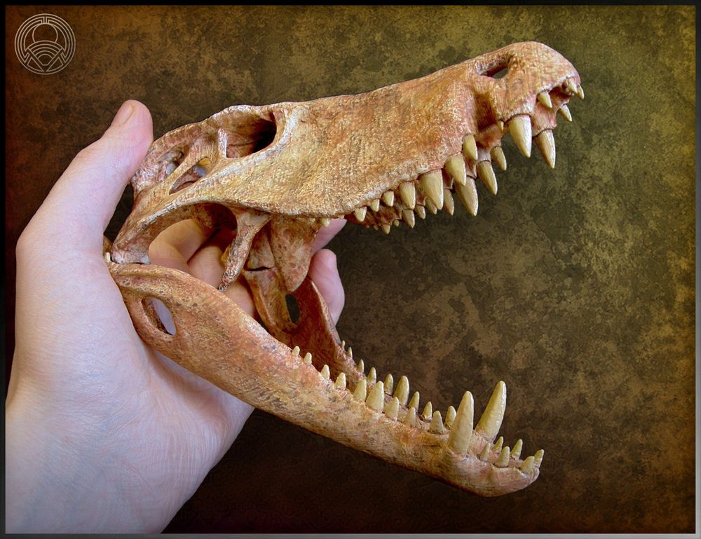 3D printed skull sculpture of Barinasuchus arveloi held in my hand. Facing right with mouth open.