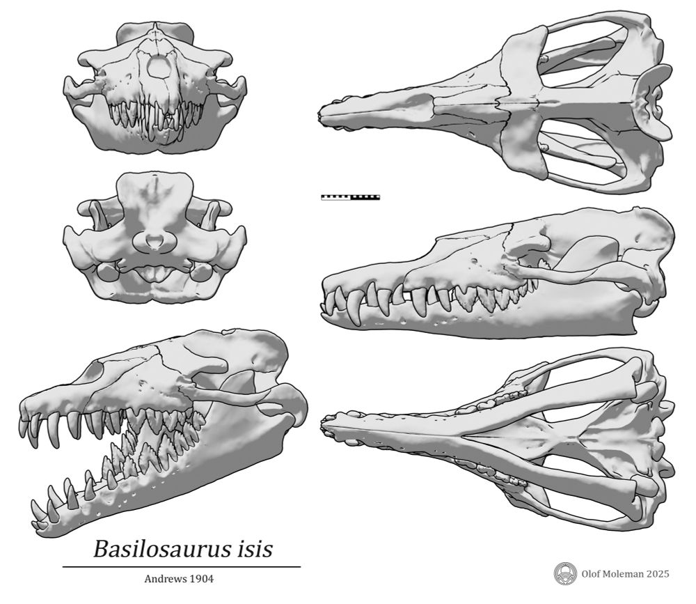 Basilosaurus isis skull diagram with various orthographic angles. Scale bar is 20 cm.