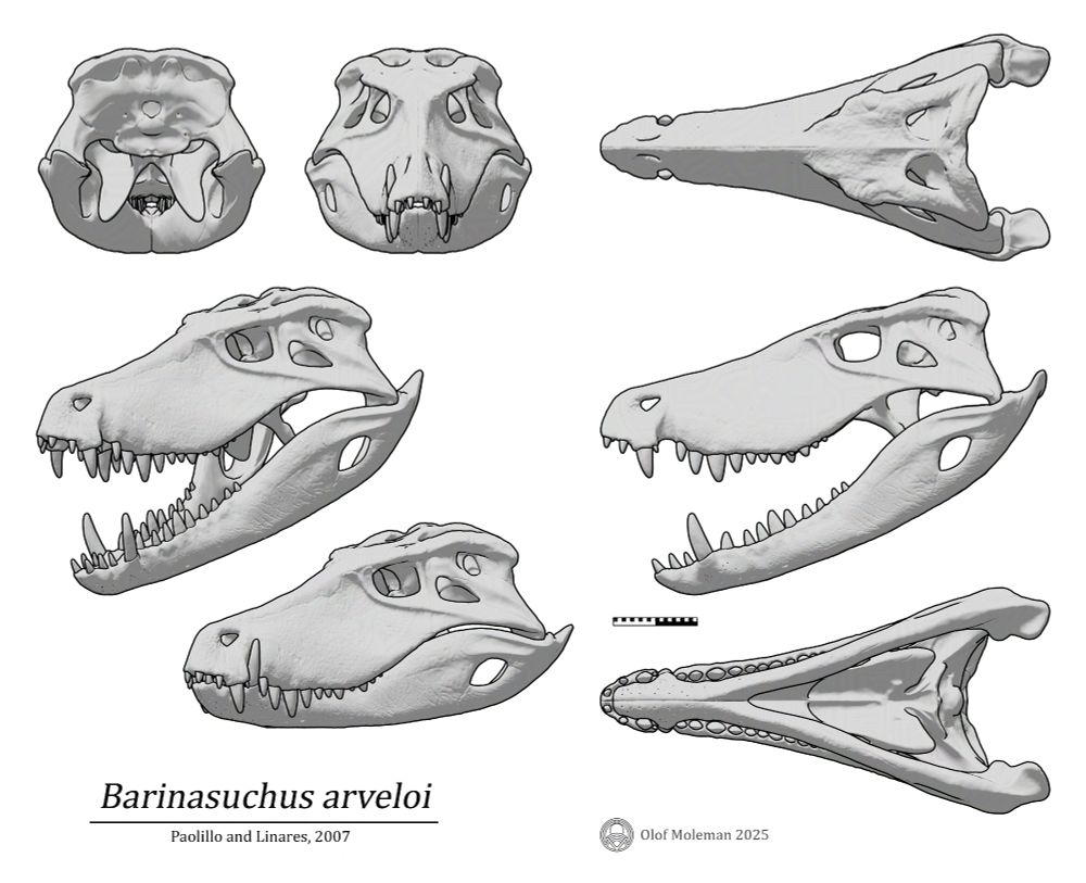 Reconstructed Barinasuchus arveloi skull diagram in various angles. Different angles going clockwise starting top left: Posterior, anterior, dorsal, lateral with mouth open, ventral, left diagonal mouth closed, left diagonal mouth open.