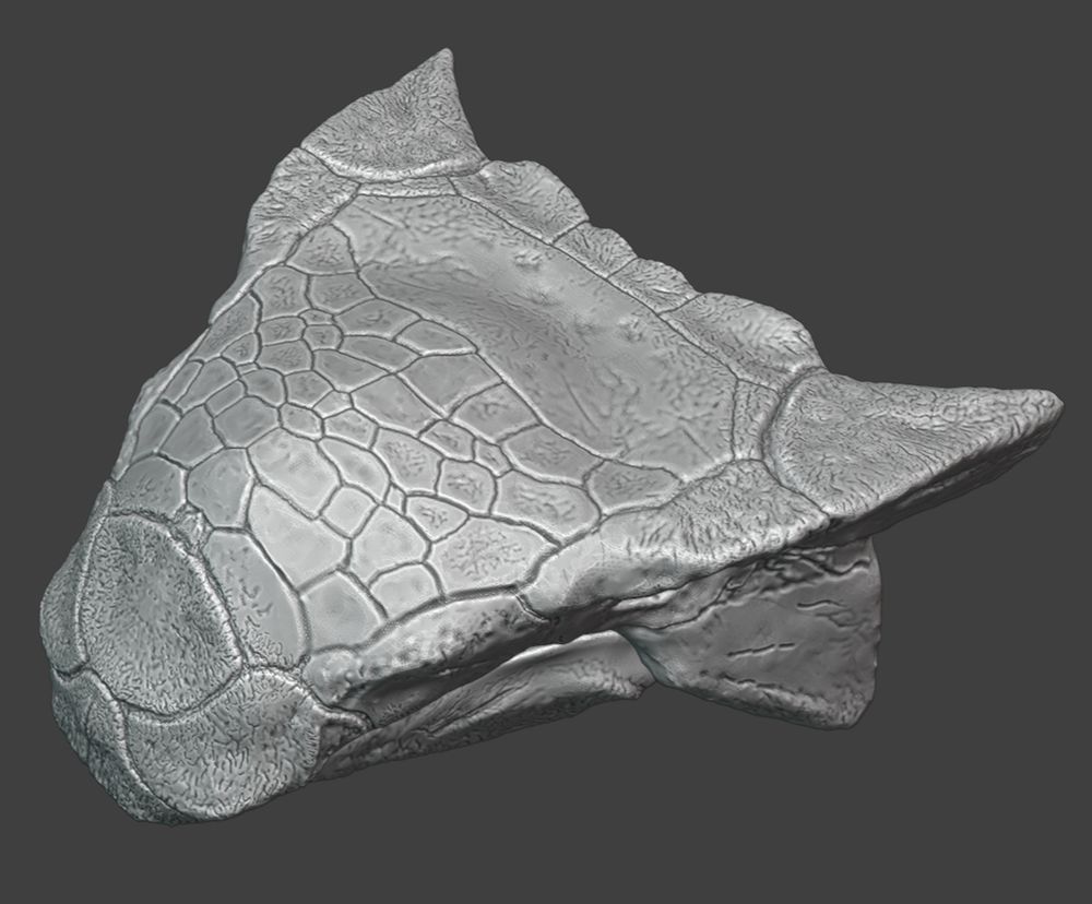 Work in progress Ankylosaurus skull sculpture viewed diagonally from the top.