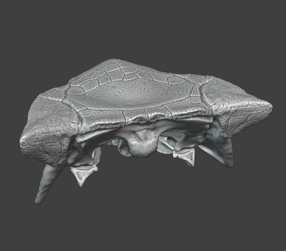 Work in progress Ankylosaurus skull sculpture viewed from the back.