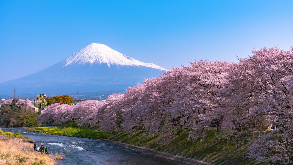 cherry trees along the river with Mt Fuji in the background - photo credit Canva