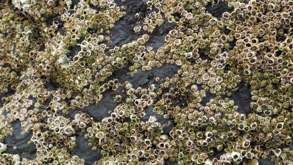 The same barnacles from earlier, but instead of being close-up, we're WAY out! So you can see that there's a whole lot of them all together on this rock! 
