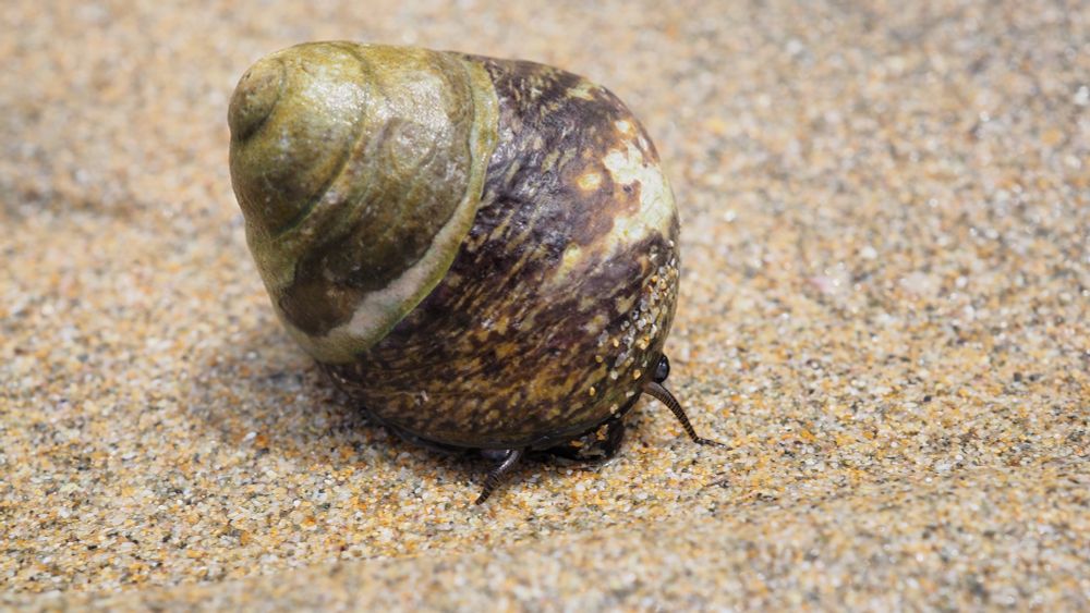 A relatively big aquatic snail on some white sand. The snail has a big brown and white mottled shell, with some thick greenish growth at the top part of its conical shell. The snail is black. Unlike land snails, the eyes are not on top of stalks.