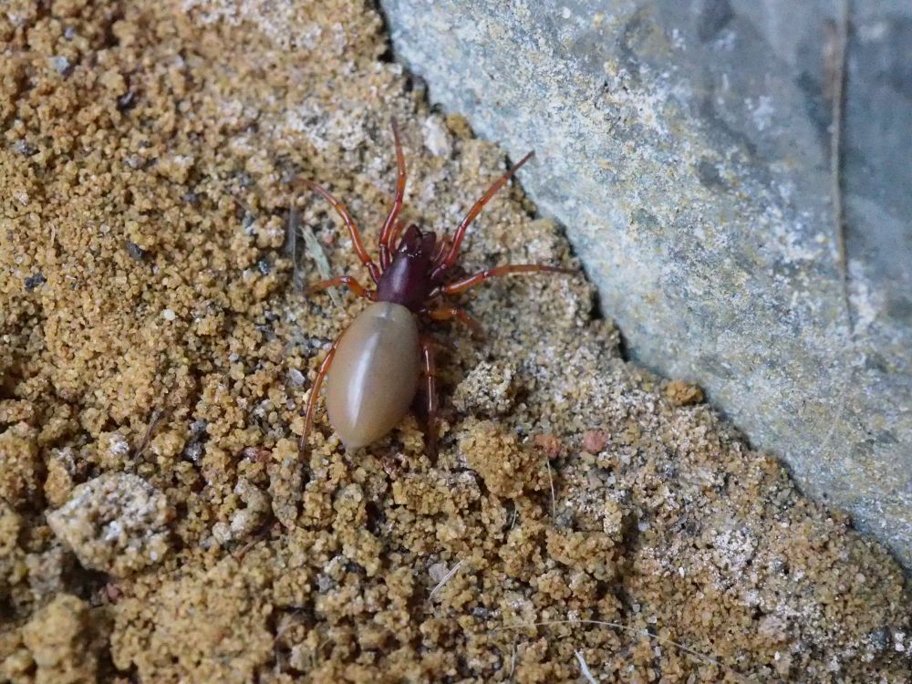 The woodlouse hunter viewed from higher above, letting us get a good view of its overall body/appearance. 