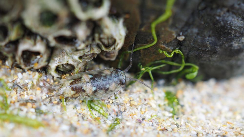 A picture of the same sea slater as in the previous image, but at a somewhat different angle. 