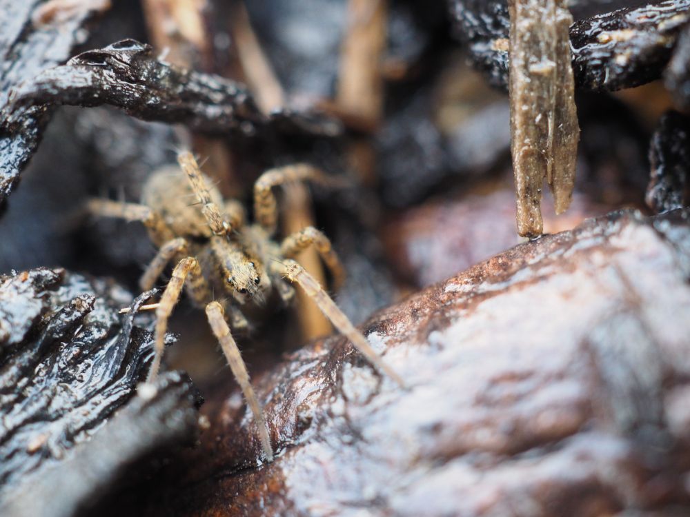 Among various chunks of rain-slick pieces of wood and sticks, the lighting cool (it was a cloudier day at the time of the photo), there is a small light brown wolf spider. Most of the spider's body is blurry, it is mostly just a bit of its furred face that is in focus: the two big front eyes, deep, shiny, and dark, have a strikingly thoughtful-looking sense to them.