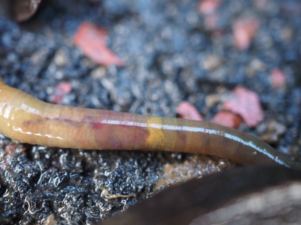 Another green worm. This one is slithering across the surface of a blue and red rubber tile. The photograph is focused up-close to its tail end, I believe, if my recollection is correct. We can see a smudgy yellow segment (it looks less like a smudge and more like a tight ring of yellow when the worm is constructing itself instead of expanding itself, but the worm is expanding in this photo). There are veins of deep purple. The overall coloration of the body is more mixed-looking, purplish, pinkish, yellowish, grayish-green.