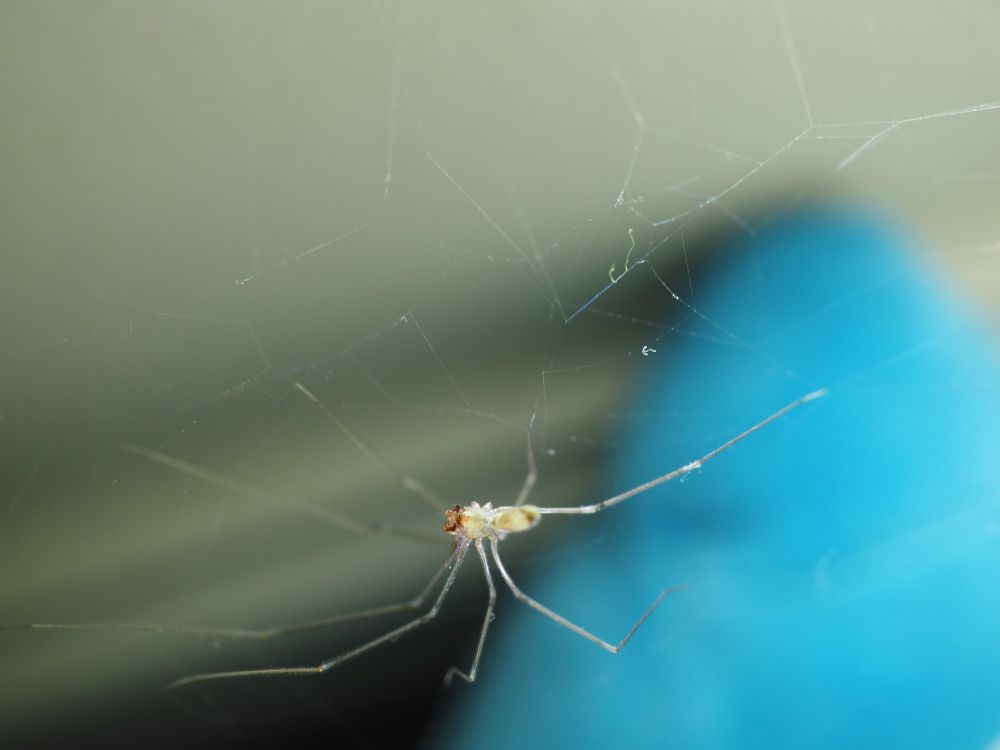 He is hanging from silk threads, the underside of his prosoma facing towards us. We can see the plump reddish undersides of his palps.