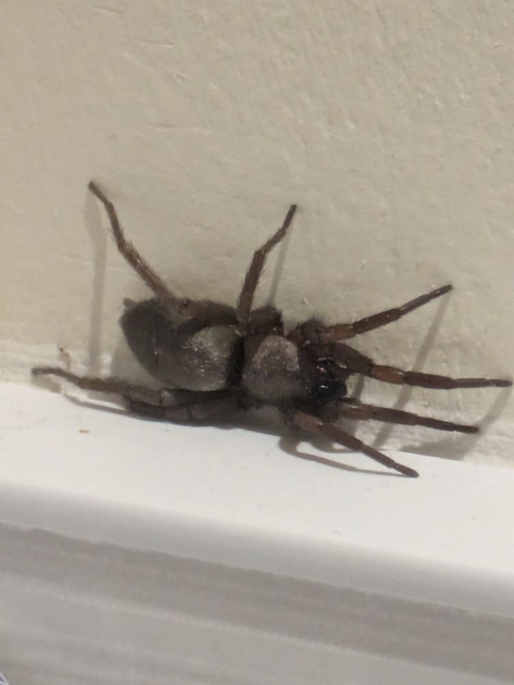 In this photo, which is not too different from the previous two photos (spider is in the same position), the light happened to reflect of the eyes in a way that caused a red reflection in one eye, and made the other dark eye a bit more visible. 