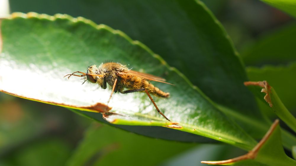 On a leaf washed with plenty of sunshine, a brown stiletto fly is cleaning its head with its skinny orange-ish limbs. It is quite a fluffy fly. 